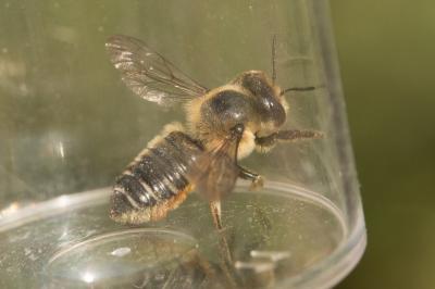  Megachile willughbiella (Kirby, 1802)