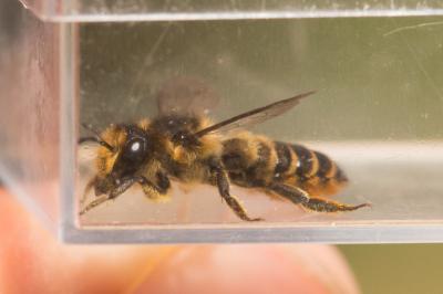 Mégachile du rosier, Abeille découpeuse Megachile centuncularis (Linnaeus, 1758)