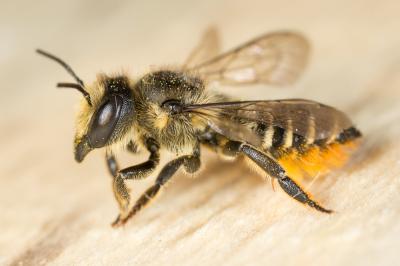 Mégachile du rosier, Abeille découpeuse Megachile centuncularis (Linnaeus, 1758)