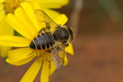Mégachile du rosier, Abeille découpeuse Megachile centuncularis (Linnaeus, 1758)
