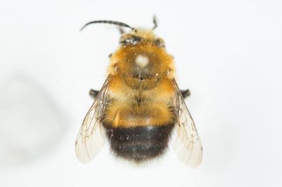  Habropoda Smith, 1854