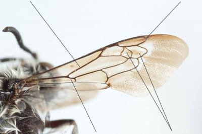 Melecta Latreille, 1802