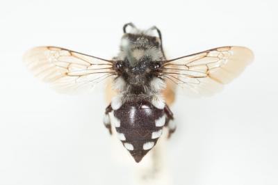  Melecta Latreille, 1802