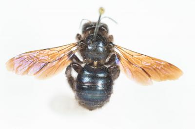  Xylocopa Latreille, 1802