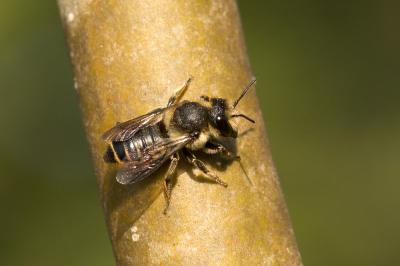 Mégachile du rosier, Abeille découpeuse Megachile centuncularis (Linnaeus, 1758)