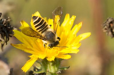  Megachile ericetorum Lepeletier, 1841