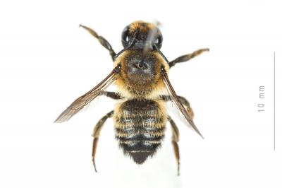  Megachile willughbiella (Kirby, 1802)