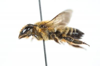  Megachile willughbiella (Kirby, 1802)