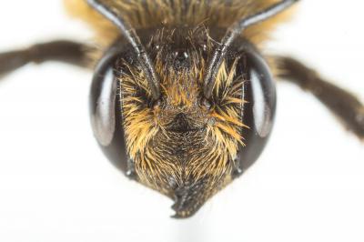  Megachile willughbiella (Kirby, 1802)