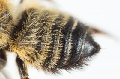  Megachile willughbiella (Kirby, 1802)