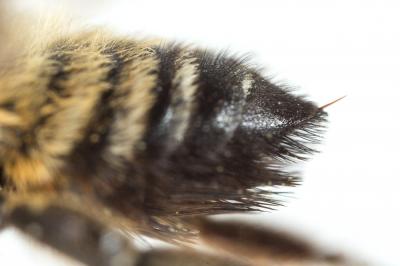  Megachile willughbiella (Kirby, 1802)