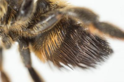  Megachile willughbiella (Kirby, 1802)