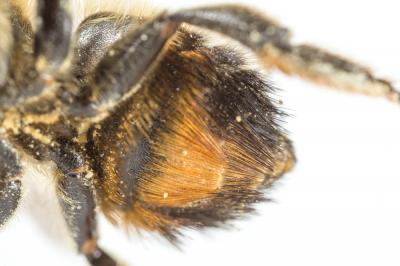  Megachile willughbiella (Kirby, 1802)