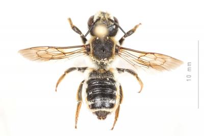  Megachile albisecta (Klug, 1817)