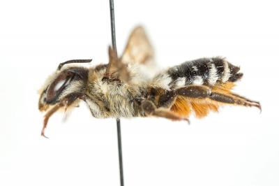  Megachile albisecta (Klug, 1817)