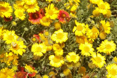 Gaillarde Gaillardia aristata Pursh, 1814