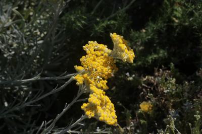 Immortelle d'Orient Helichrysum orientale (L.) Gaertn., 1791