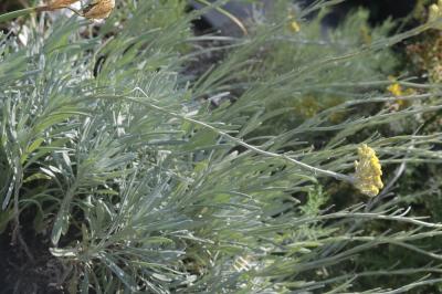 Immortelle d'Orient Helichrysum orientale (L.) Gaertn., 1791