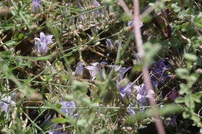  Campanula celsii