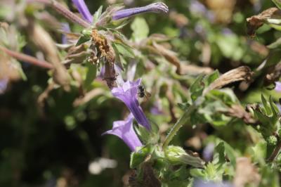  Campanula hagiella