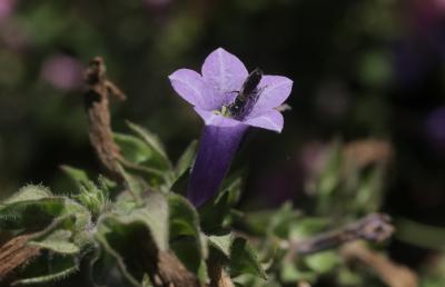  Campanula hagiella