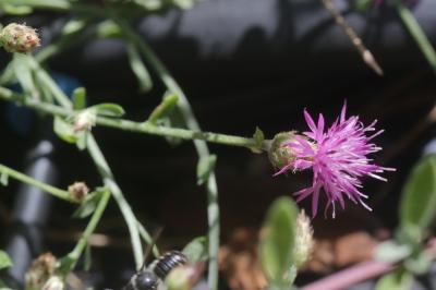  Centaurea attica
