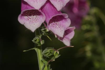  Digitalis minor