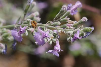  Nepeta apuleji