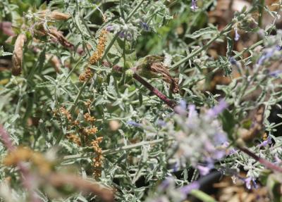  Nepeta apuleji