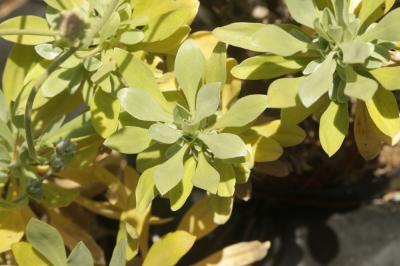  Lomelosia hymettia
