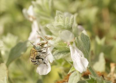  Stachys ionica
