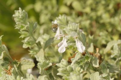  Stachys ionica