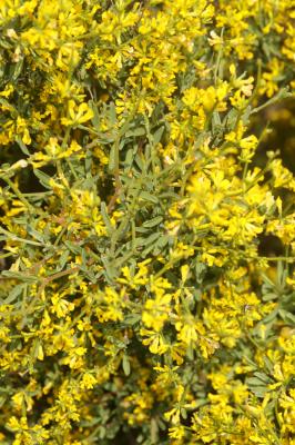 Genêt floribond Genista florida L., 1759