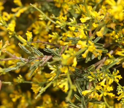 Genêt floribond Genista florida L., 1759