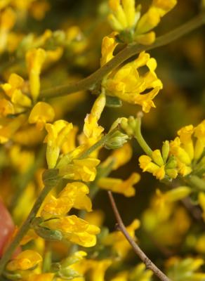 Genêt floribond Genista florida L., 1759