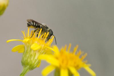 Mégachile du rosier, Abeille découpeuse Megachile centuncularis (Linnaeus, 1758)
