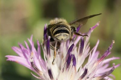  Megachile melanopyga Costa, 1863