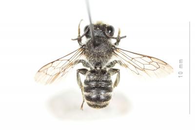 Mégachile du rosier, Abeille découpeuse Megachile centuncularis (Linnaeus, 1758)