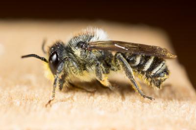Mégachile du rosier, Abeille découpeuse Megachile centuncularis (Linnaeus, 1758)