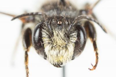 Mégachile du rosier, Abeille découpeuse Megachile centuncularis (Linnaeus, 1758)