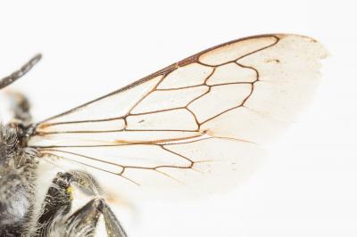 Mégachile du rosier, Abeille découpeuse Megachile centuncularis (Linnaeus, 1758)