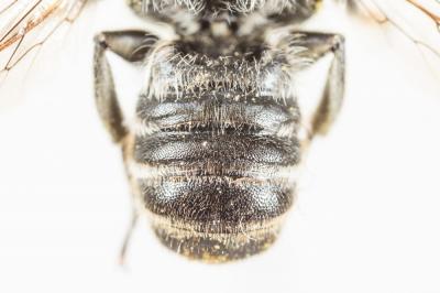 Mégachile du rosier, Abeille découpeuse Megachile centuncularis (Linnaeus, 1758)