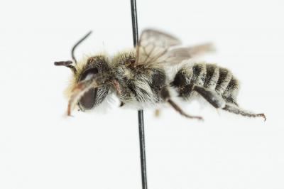  Megachile burdigalensis Benoist, 1940