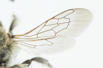  Megachile burdigalensis Benoist, 1940