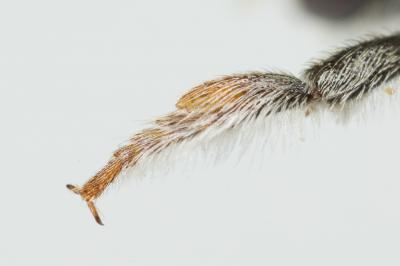  Megachile burdigalensis Benoist, 1940
