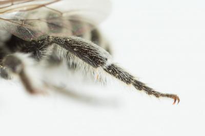  Megachile burdigalensis Benoist, 1940