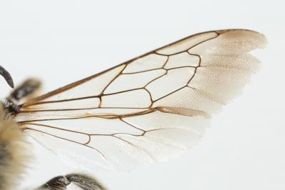  Megachile albisecta (Klug, 1817)