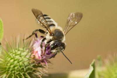  Megachile albisecta (Klug, 1817)