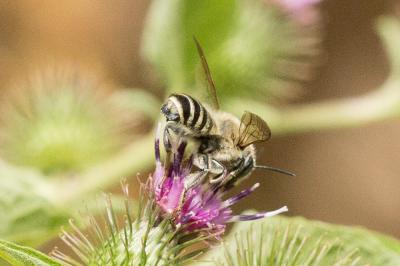  Megachile albisecta (Klug, 1817)