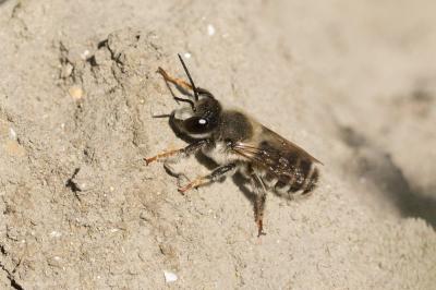  Megachile ericetorum Lepeletier, 1841